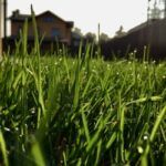 lawn grass 1