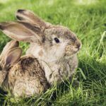 mommy s rabbit and baby bunny rabbit sitting on the grass cute animals 1