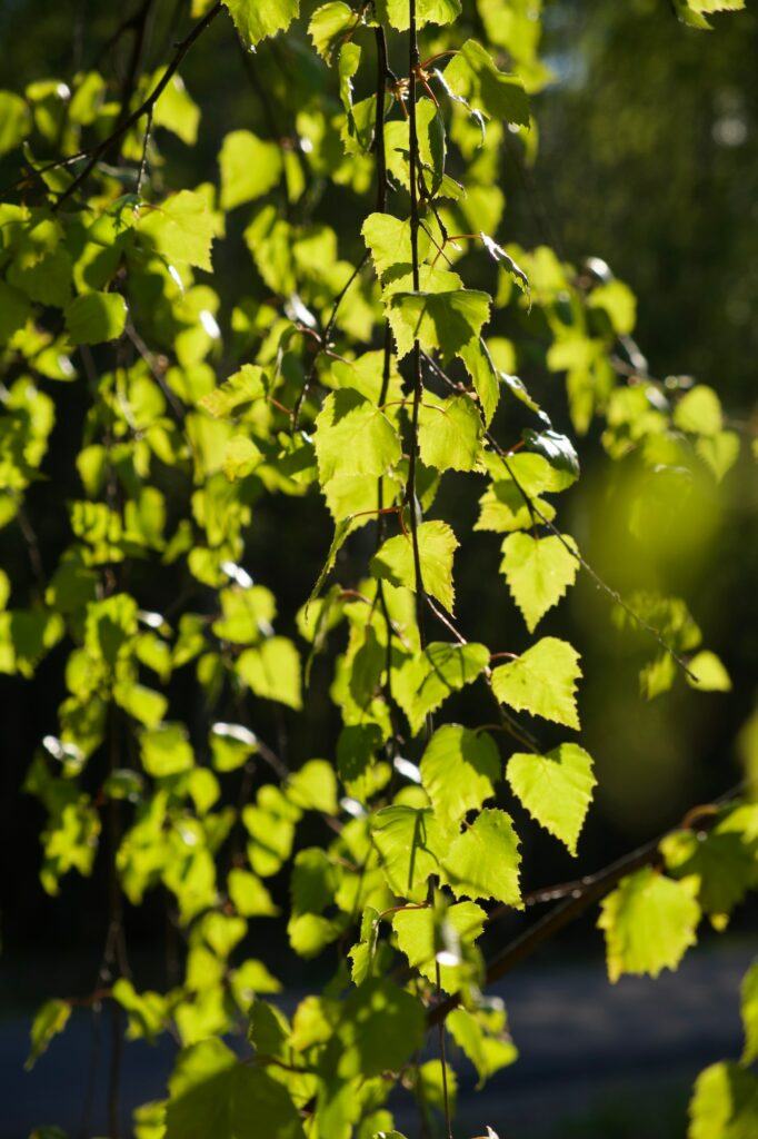 new birch leaves on green spring background