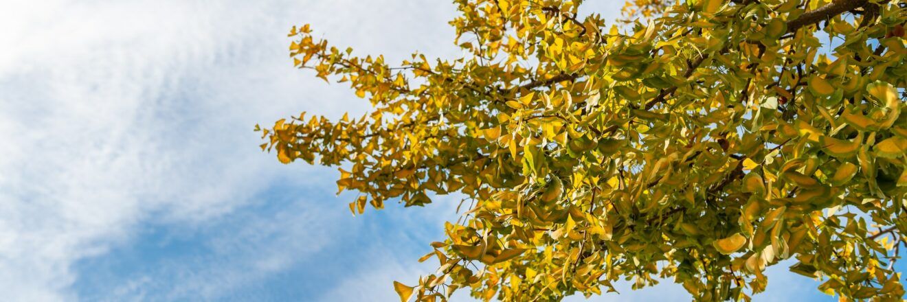 Ginkgo biloba 2 Koruna jinanu dvoulaločného se žlutě zbarveným podzimním olistěním