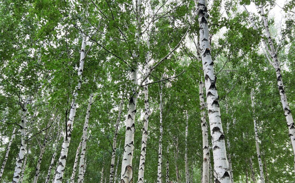 young birch with black and white birch bark in birch grove against background of other birches