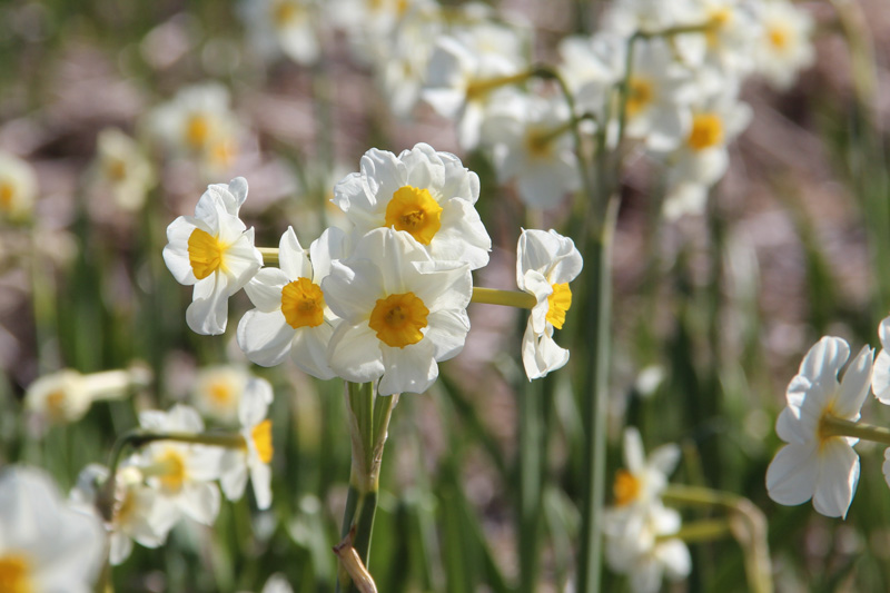 ‘Laurens Koster’
