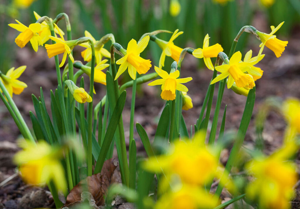 ‘Tête-à-Tête’