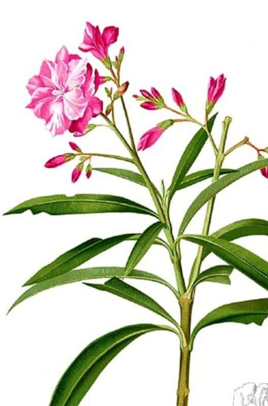 Oleandr 2 Botanická ilustrace oleandru obecného s plnokvětými květy a kopinatými listy