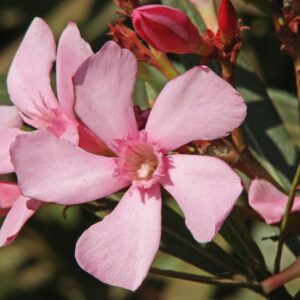 Oleandr obecný - Nerium oleander