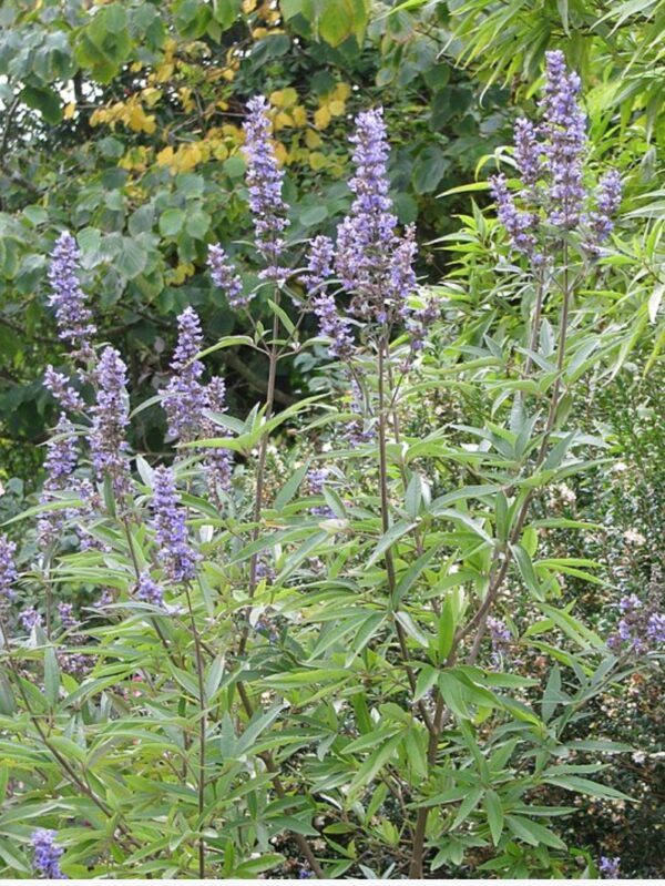 Vitex jahňací (Vitex agnus-castus) – ker s dlaňovito zloženými listami a vzpriamenými fialovými klasmi