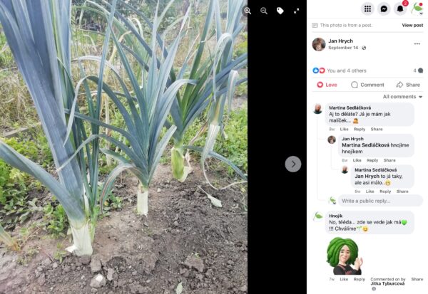 Hnojík - pr článek 11 Vzrostlý pórek se silnými bílými stvoly na záhonu