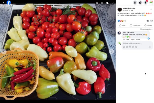 Hnojík - pr článek 10 Poslední sklizeň sezóny: koktejlová rajčata, papriky a chilli papričky na plechu
