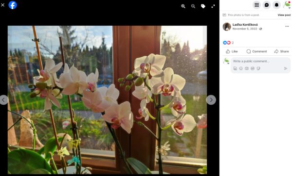 Hnojík - pr článek 17 Bíle kvetoucí orchidej se dvěma květními stvoly na okenním parapetu