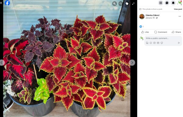 Hnojík - pr článek 16 Kopřivka (Coleus) s červenými listy se žlutým lemem ve dvou květináčích u okna