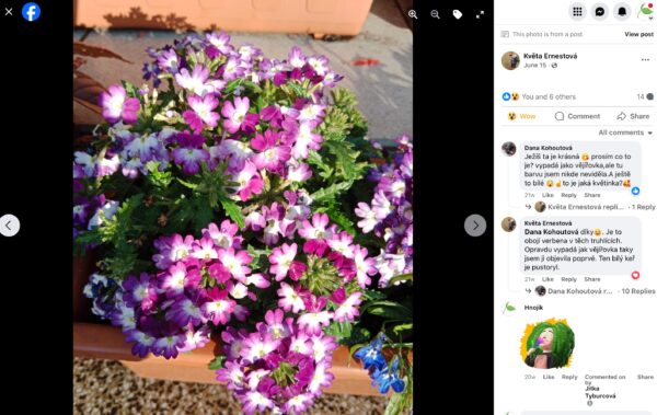 Hnojík - pr článek 15 Bohatě kvetoucí fialovobílá verbena v terakotovém truhlíku