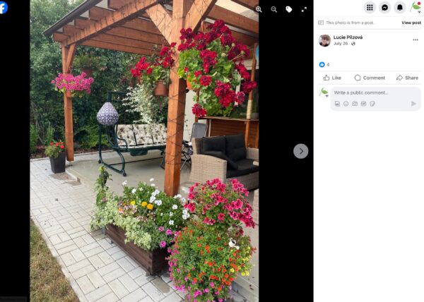 Hnojík - pr článek 14 Dřevěná pergola s posezením obrostlá červenými muškáty a truhlíkem letniček
