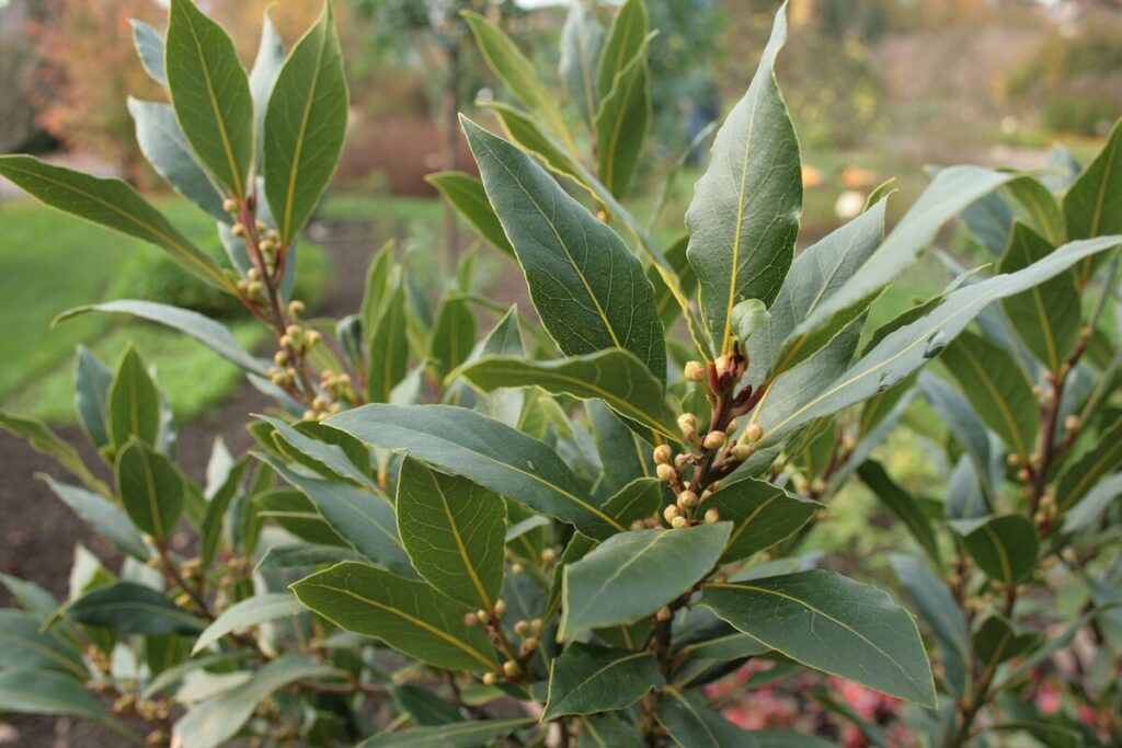 Bobkový list 1 Bobkový list (Laurus nobilis)