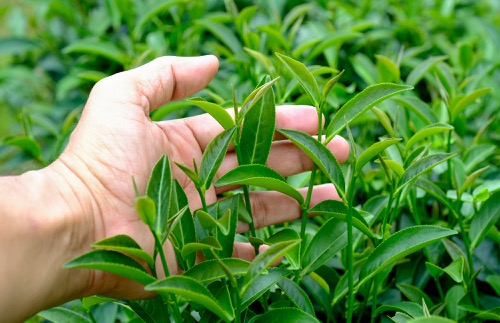 bobkový list pěstování