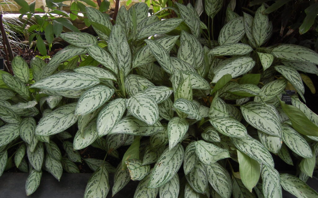 Aglaonema commutatum