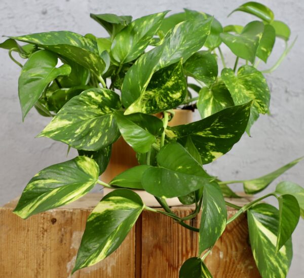 Epipremnum aureum s mramorovanými zelenobielymi listami na previsnutých stonkách