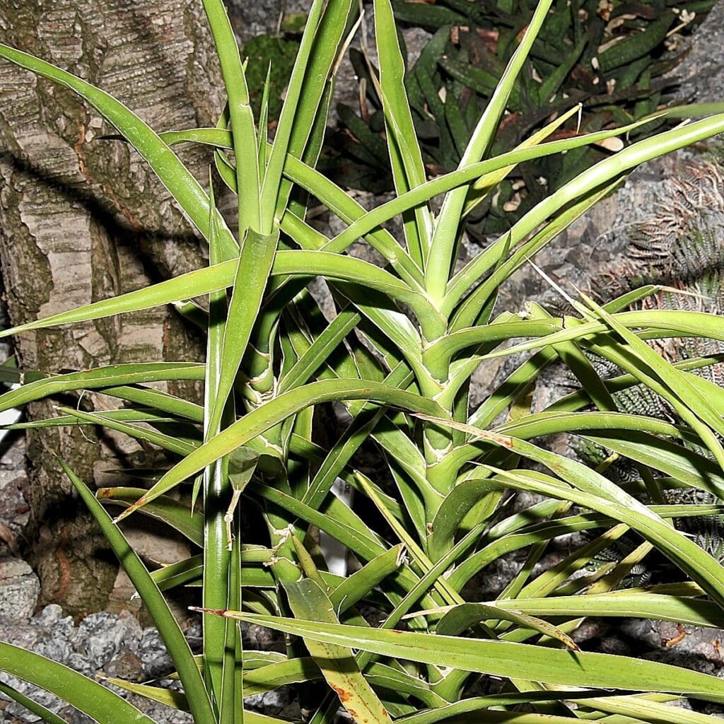 Sanseviera arborescens