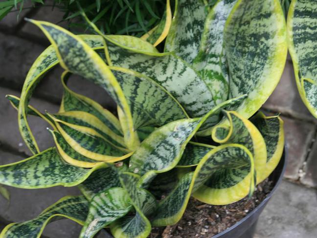 Tchýnin jazyk (Sansevieria)