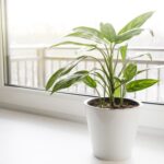 aglaonema plant in a white pot stands on the windowsill 1 4