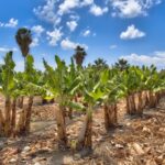 banánová plantaž na Kypru