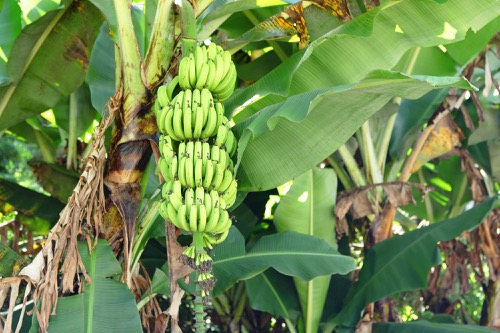 banánovník