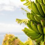 banány roustoucí na stromu s pozadím moře