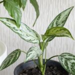 close up leaves of aglaonema plant home plants care concept 1 1