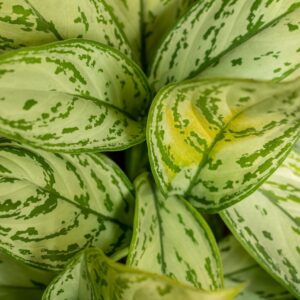 Aglaonema (Aglaonema)