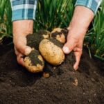 closeup of male hands farmer digs up potatoes from fertile garden soil