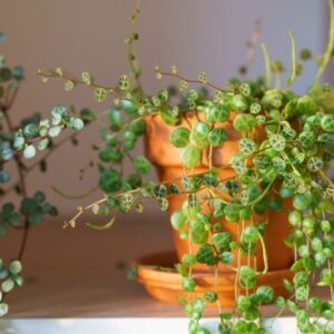 Previsnuté výhonky pilea libanensis v terakotovom kvetináči zblízka