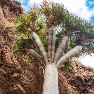 dracéna dračia (Dracaena draco) na Gran Canarii
