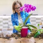 flower orchid in pot woman caring transplanting plant