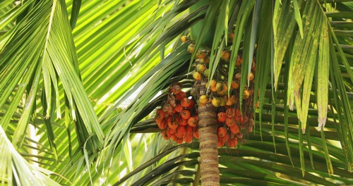 areka palma s narkotickými ořechy