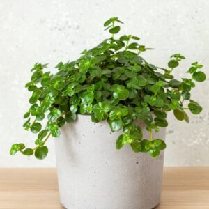 Pilea depressa s drobnými listami v betónovom kvetináči