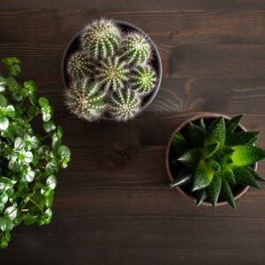 Pilea depressa medzi sukulentmi a kaktusmi v plochej kompozícii