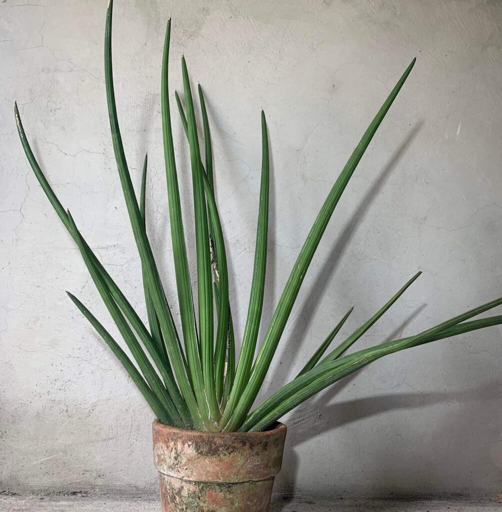 Sanseviera canaliculata ​