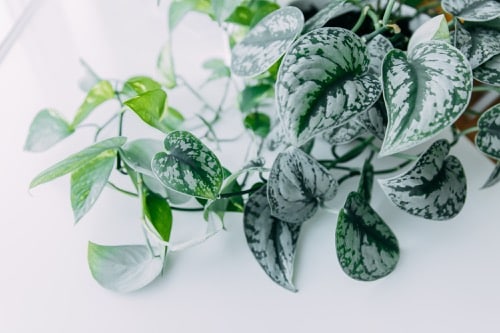 Výhonok epipremna Marble s bielo mramorovanými listami na svetlom pozadí