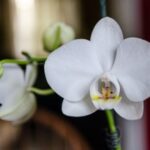 orchid 2
