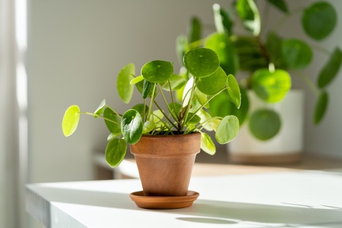pilea - penízková rostlina