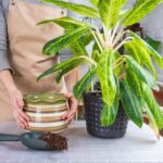 repotting a home plant aglaonema into new pot in home interior woman in an apron caring for a potte 3