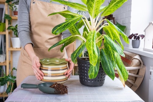 Aglaonema pěstování 2 Žena v zástěře přesazuje aglaonemu do nového květináče