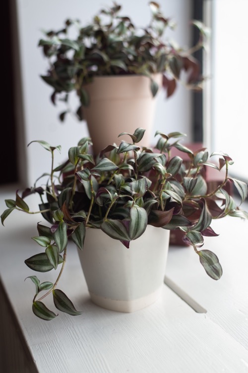 tradescantia zebrina tradescantia grows in a white pot on window houseplant for home decor 1 1