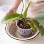 transplanting orchid plants home gardening breeding of orchids