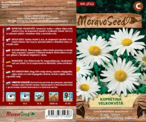 Kopretina velkokvětá - Leucanthemum maximum