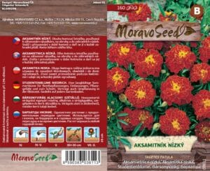 Aksamitník nízký - Tagetes patula - Hnědožlutý