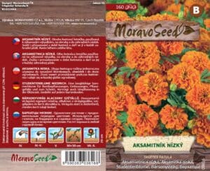 Aksamitník nízký - Tagetes patula - Oranžový