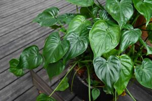Alokázie (Alocasia)