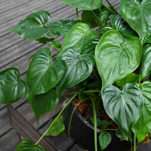 Alokázie (Alocasia)