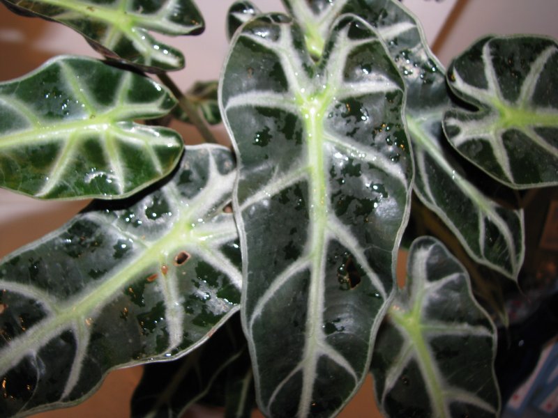 Alokázie amazonská (Alocasia × amazonica)