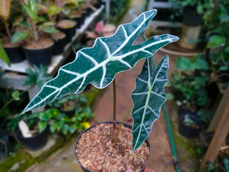 Alokázie odrůda 'Polly' (Alocasia amazonica 'Polly')